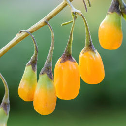 Lycium barbarum 'Amber Sweet Goji'